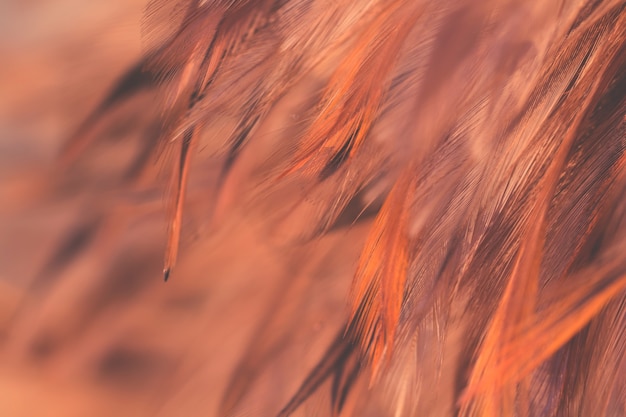 Texture de plumes de poulets oiseaux flou pour le fond