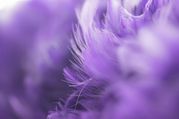 Texture de plumes de poulets oiseaux flou