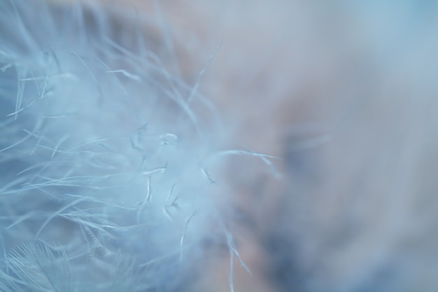 texture de plumes de poulets pour le fond