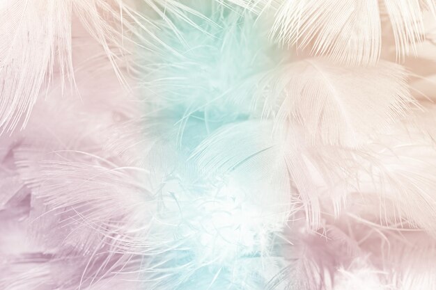 Photo texture des plumes rose doux