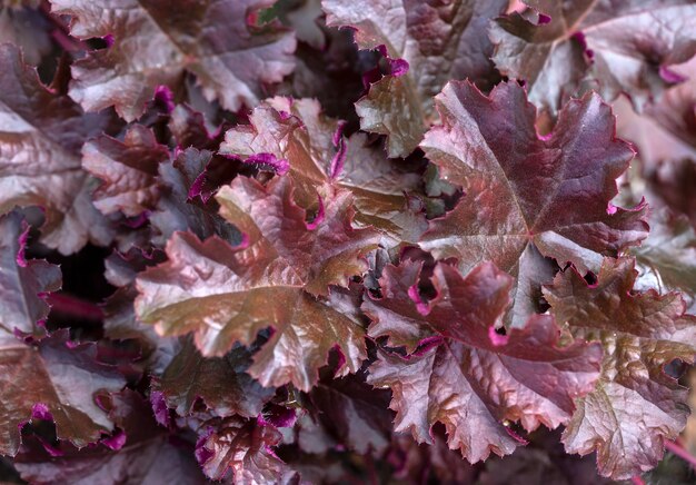 Texture pourpre Heuchera feuilles dans un jardin d'été vivaces aménagement paysager jardinage