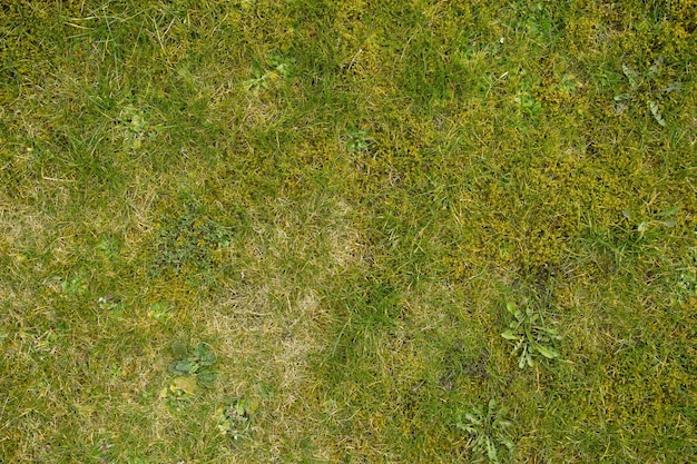 Texture Premium de fond d'herbe