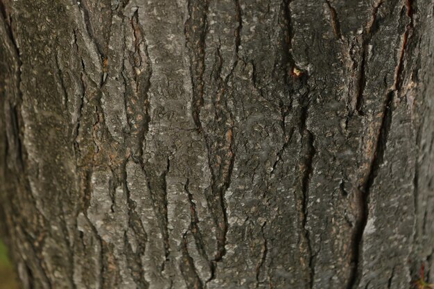 Texture en relief de l'écorce brune d'un arbre