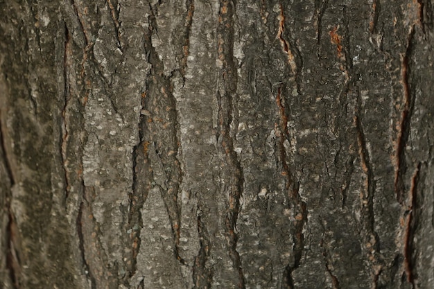 Texture en relief de l'écorce brune d'un arbre