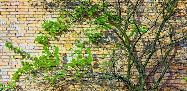 Texture en relief d'un mur de briques et de branches avec des feuilles lumineuses dessus Résumé fond