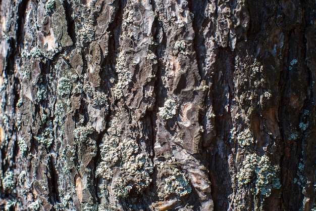 Texture en relief de la vieille écorce d'arbre agrandi dans la forêt Belle surface de motif en bois abstrait naturel pour fonds d'écran et arrière-plans