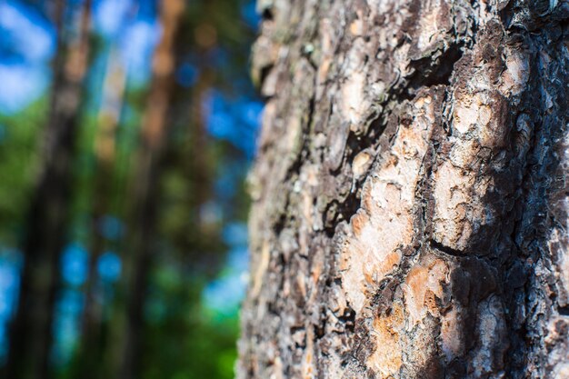 Texture en relief de la vieille écorce d'arbre agrandi dans la forêt Belle surface de motif en bois abstrait naturel pour fonds d'écran et arrière-plans