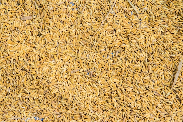 Texture de riz paddy pour le fond