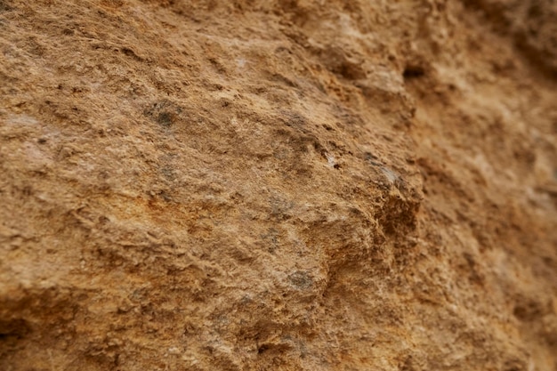 Texture de la roche de coquille et de la race agrandie de la terre