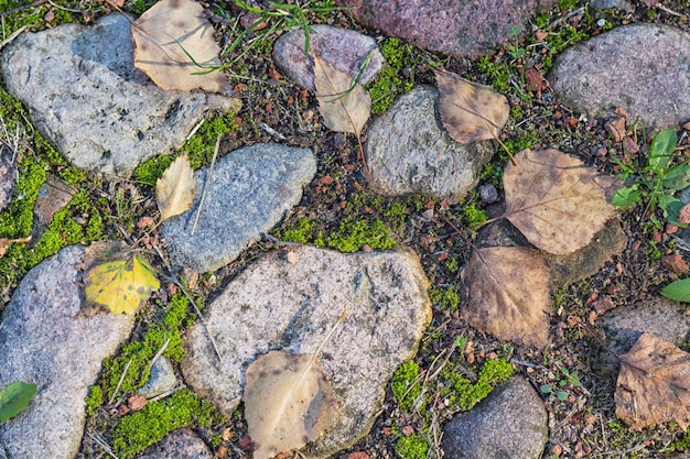 Texture d'un rocher avec de la mousse et du lichen