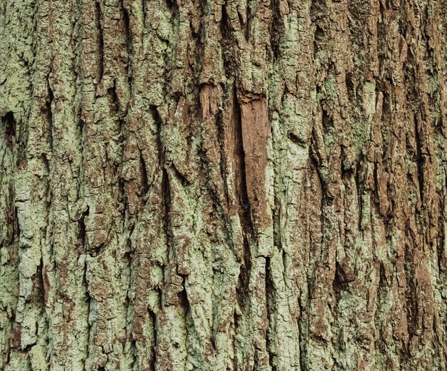 Texture rugueuse d'écorce d'arbre gris-brun