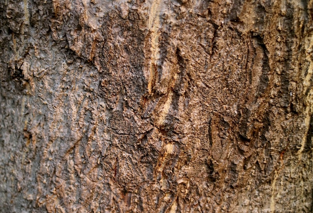 Texture rugueuse de l'écorce des arbres de tourbière pour le fond