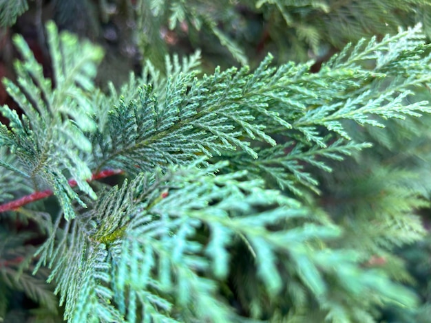 Texture sans couture de la haie de Thuja verte pouvant être taillée