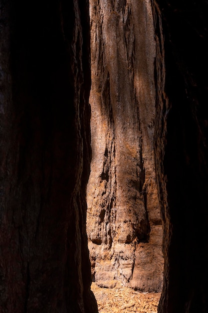 Texture d'un séquoia à partir d'un trou d'un arbre géant dans le parc national de Sequoia