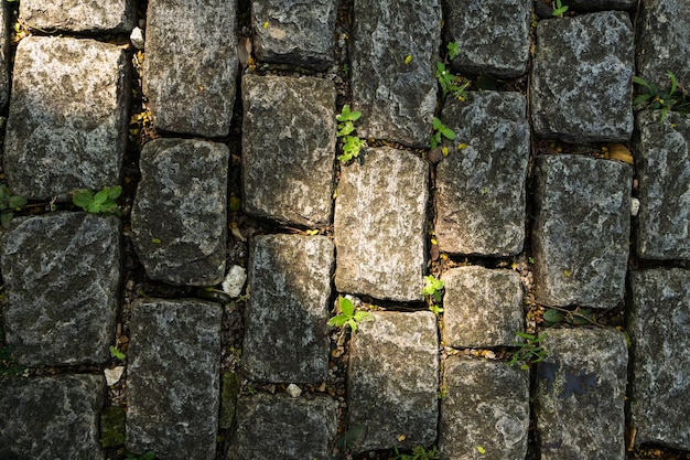 Texture de sol pavé de béton avec verdure