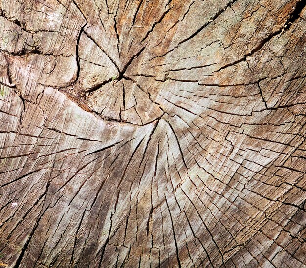 Texture de souche d'arbre