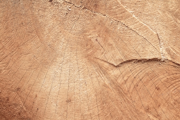 Texture de souches de bois