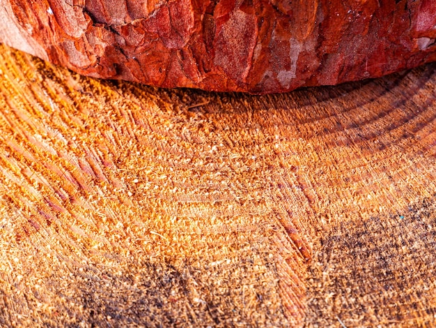 Photo texture de surface de coupe transversale de tronc de pin