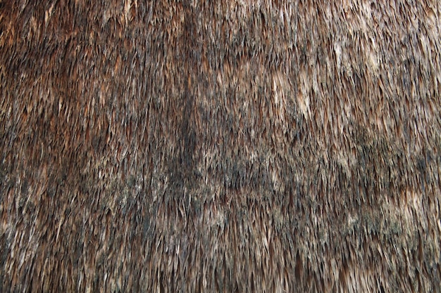 texture de la surface du bois