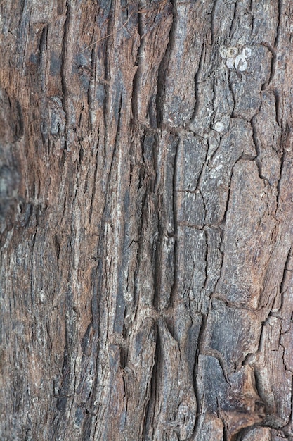 texture de surface en gros plan d'un bloc séché de bois flottant