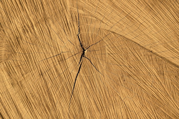 Texture d'un tronc d'arbre coupé avec des cercles annuels en gros plan Arrière-plans en bois de nature abstraite