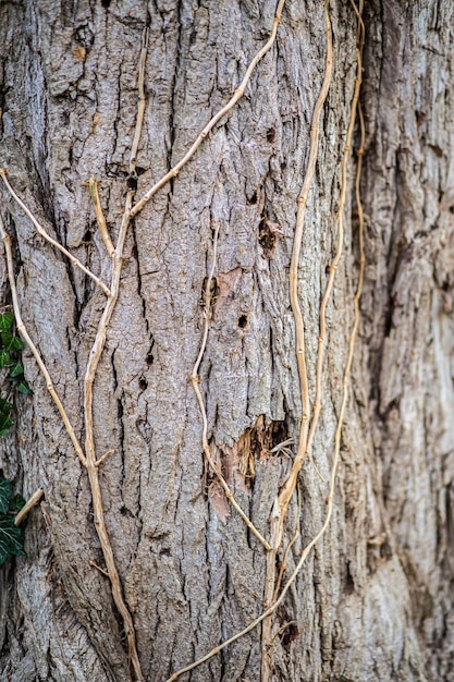 Photo texture d'un tronc d'arbre dans le gros plan de la forêt.