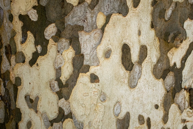 Texture de tronc d'arbre platanus camouflé