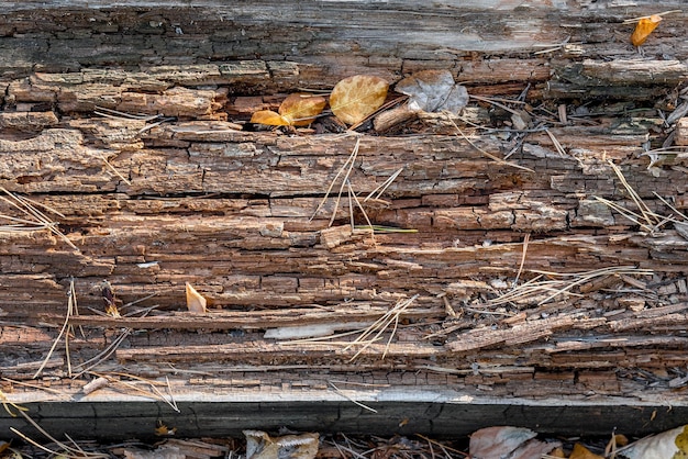 La texture d'un tronc d'arbre vieux et flétri