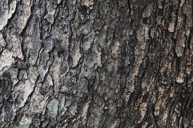 texture tronc d'arbre