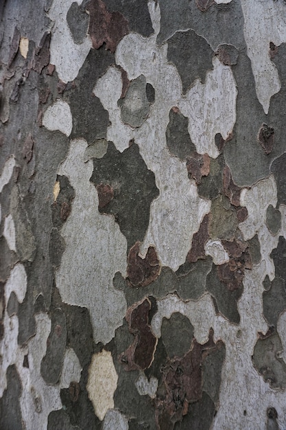 texture de tronc d&#39;arbre