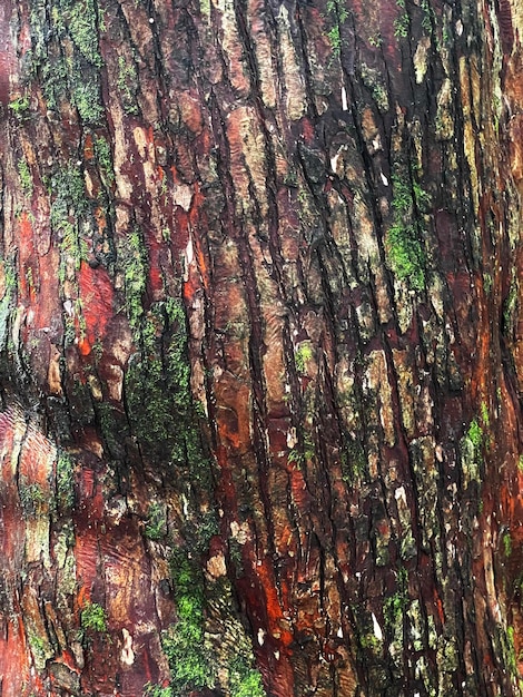 Texture de tronc de bois d'arbre, gros plan