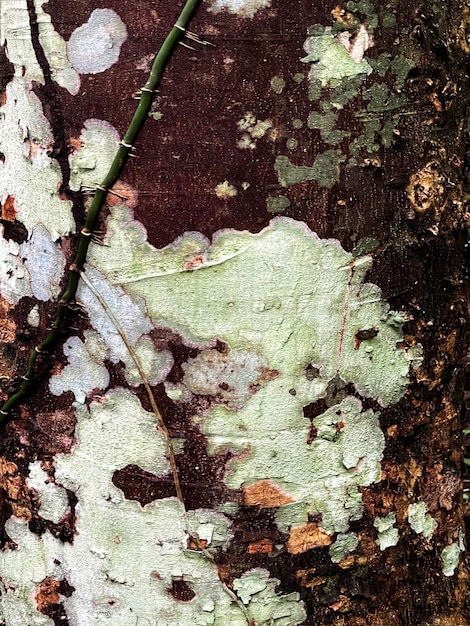 Photo texture de tronc de bois d'arbre, gros plan