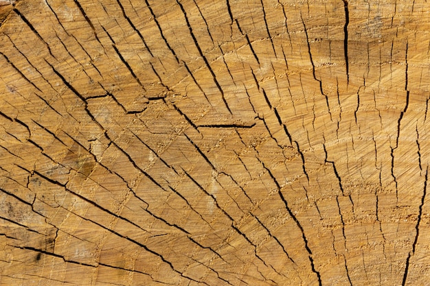 Texture de tronc de bois de couleur claire.