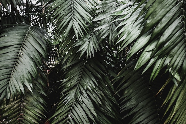 Texture tropicale exotique de palme