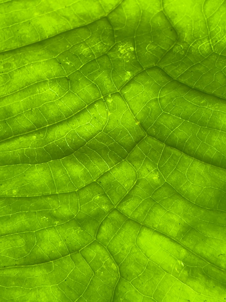 Photo la texture des veines vertes des feuilles de près le concept de la vie et de l'écologie