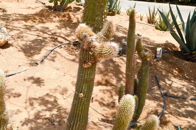 La texture d'un vert épineux naturel mexicain chaud frais fort beau cactus du désert avec des épines