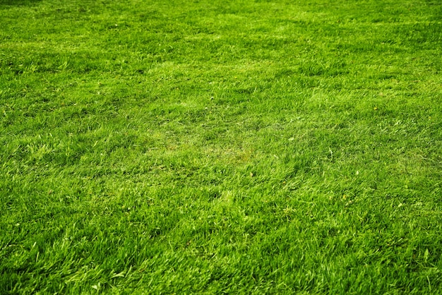 Texture Vert Herbe Fraîche Juteuse Backgroun Sur Une Journée Ensoleillée