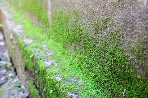 Texture Vert Mousse Fond De Mousse Mousse Verte Sur La Texture Grunge, Arrière-plan