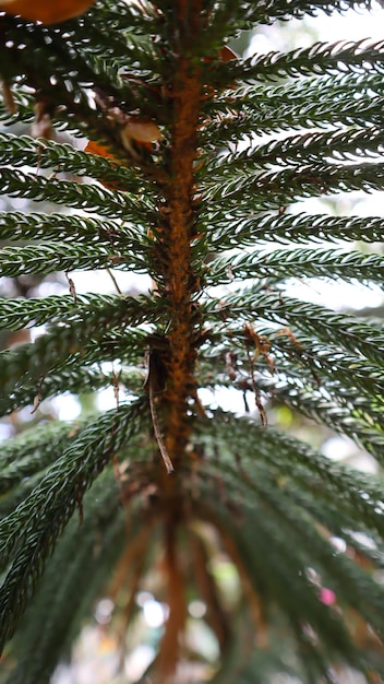 Texture verte d'arbre et de feuille