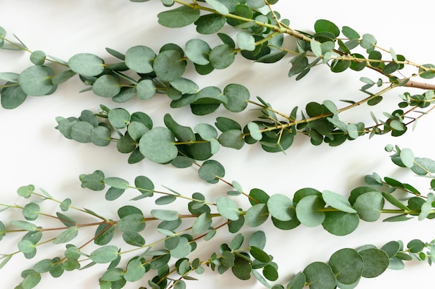 Texture verte des branches d'eucalyptus