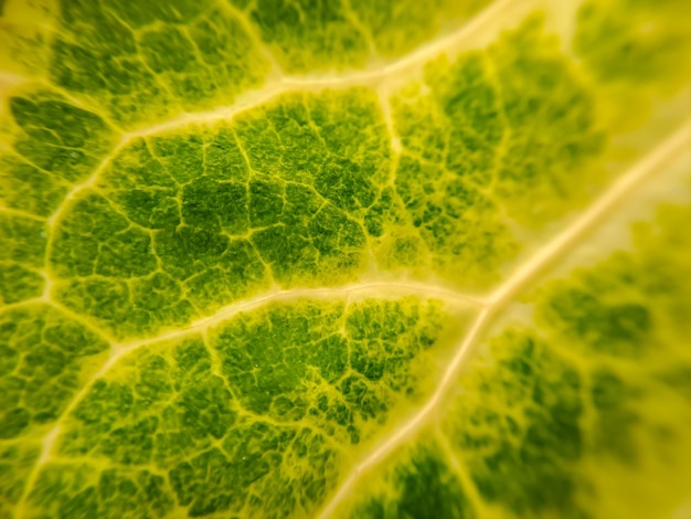 Texture verte de la feuille de bette à carde avec des tiges jaunes adaptées au fond