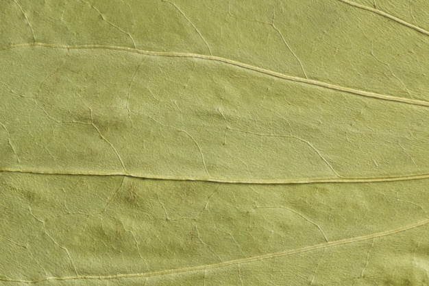 Texture verte d'une feuille sèche