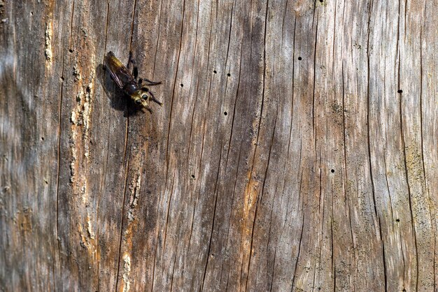 La texture d'un vieil arbre et d'un petit insecte s'est installée au premier plan