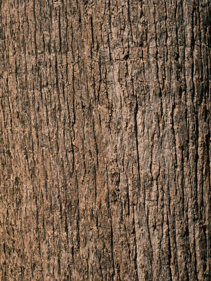 Photo texture d'un vieil arbre