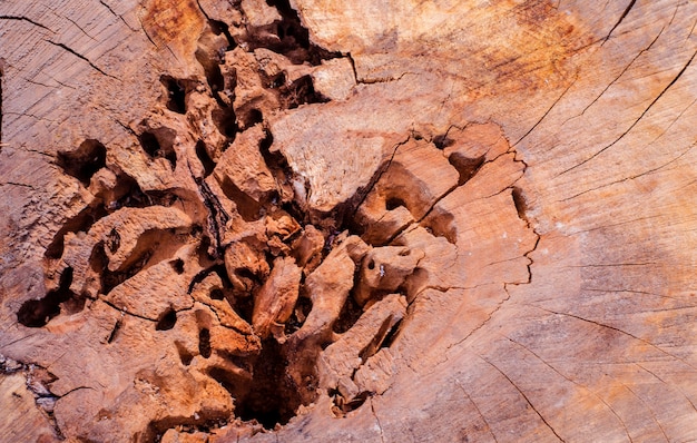 Texture d'une vieille souche d'arbre gâtée par les insectes