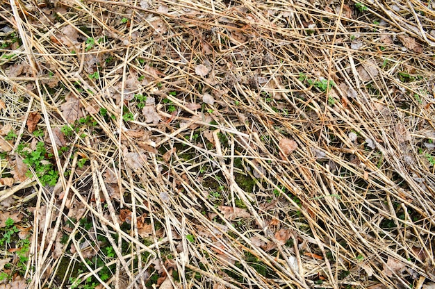 Texture de vieilles branches de vieux bâtons pourris pailles avec des nœuds et des feuilles sèches avec des fissures et des nœuds