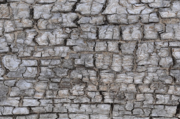 Texture de vieux bois arbre sur la plage bois flotté portant sur la plage