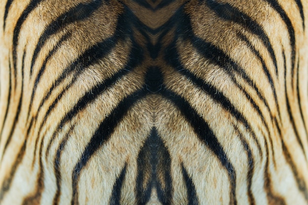 texture de la vraie peau de tigre