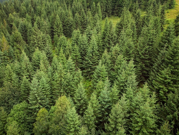 Texture de vue aérienne de sapins verts