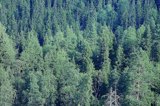 texture vue de dessus de forêt de conifères / paysage forêt verte, pics de taïga de sapins